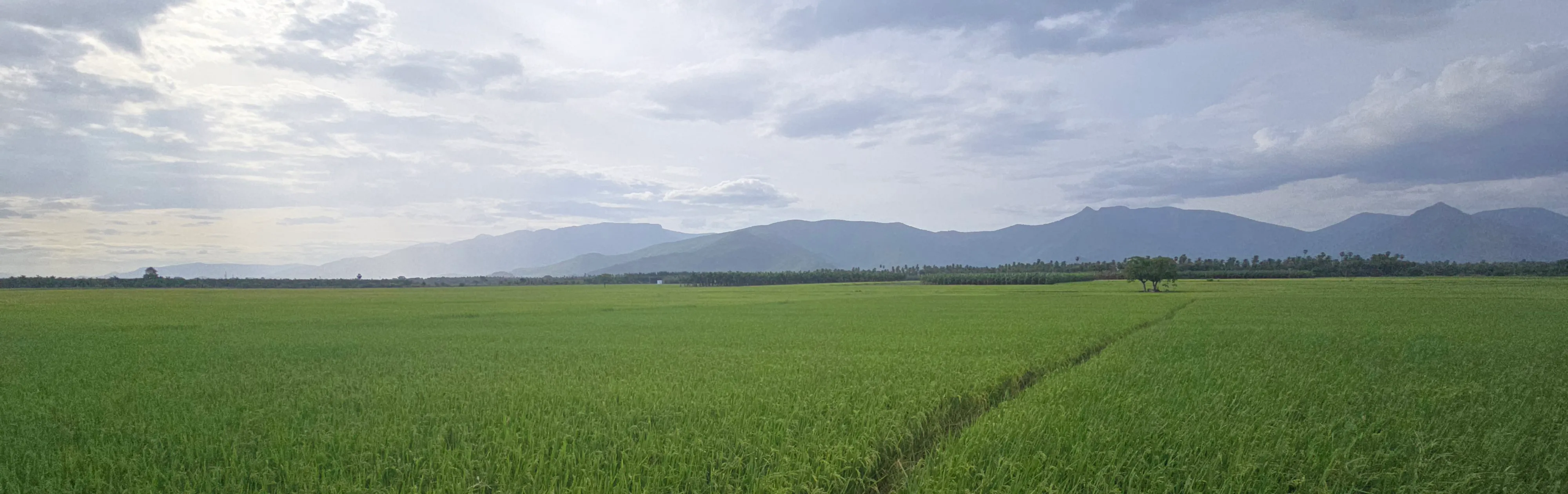 Rice fields below distant hills in the Indian countryside